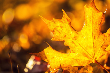 Wall Mural - A detail of autumnal coloured leaves in sunlight intensity.