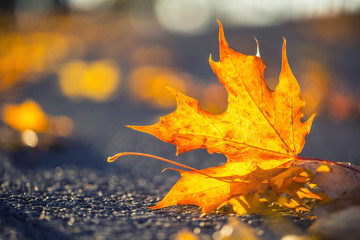 Wall Mural - A detail of autumnal coloured leaves in sunlight intensity.