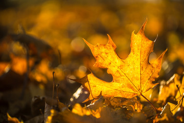Wall Mural - A detail of autumnal coloured leaves in sunlight intensity.