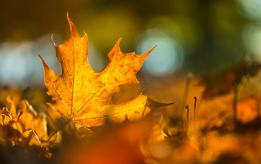 Wall Mural - A detail of autumnal coloured leaves in sunlight intensity.