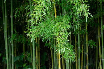 Background of Bamboo