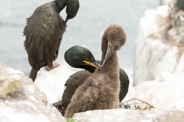 Wall Mural - European shag (Phalacrocorax aristotelis) with Juvenile