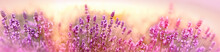 Soft And Selective Focus On Lavender Flower, Beautiful Lavender In Flower Garden