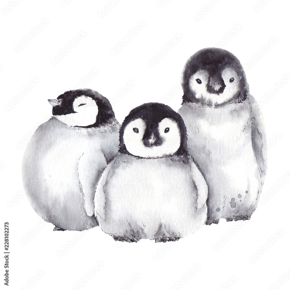Cute baby penguin family. Watercolor illustration on white background.  Stock Illustration | Adobe Stock, image size:1000x1000