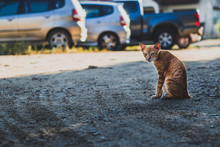 Cat In The Neighborhood