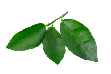 Citrus leaves isolated on a white background