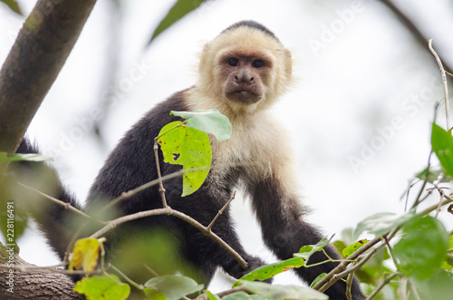 Fotografia, Obraz White-headed Capuchin (Cebus capucinus) in Palo Verde National Park, Costa Rica