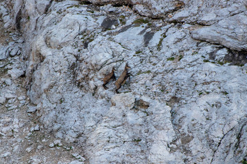 two Chamois in the mountains jumping