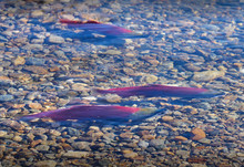 Spawning Sockeye Salmon, Adams River. Sockeye Salmon Gathering On The Spawning Beds In The Adams River, British Columbia, Canada.

