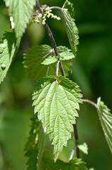 Poster - vegetal ortie santé feuille nature