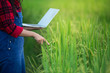 © artit - Farmer woman rice Plantation checking quality. Concept of smart agriculture and modern technology.