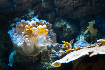 Poster - coral in the ocean