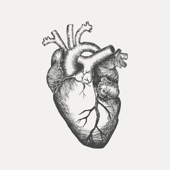 anatomical human heart - sketch isolated on white background. hand drawn sketch in vintage engraving