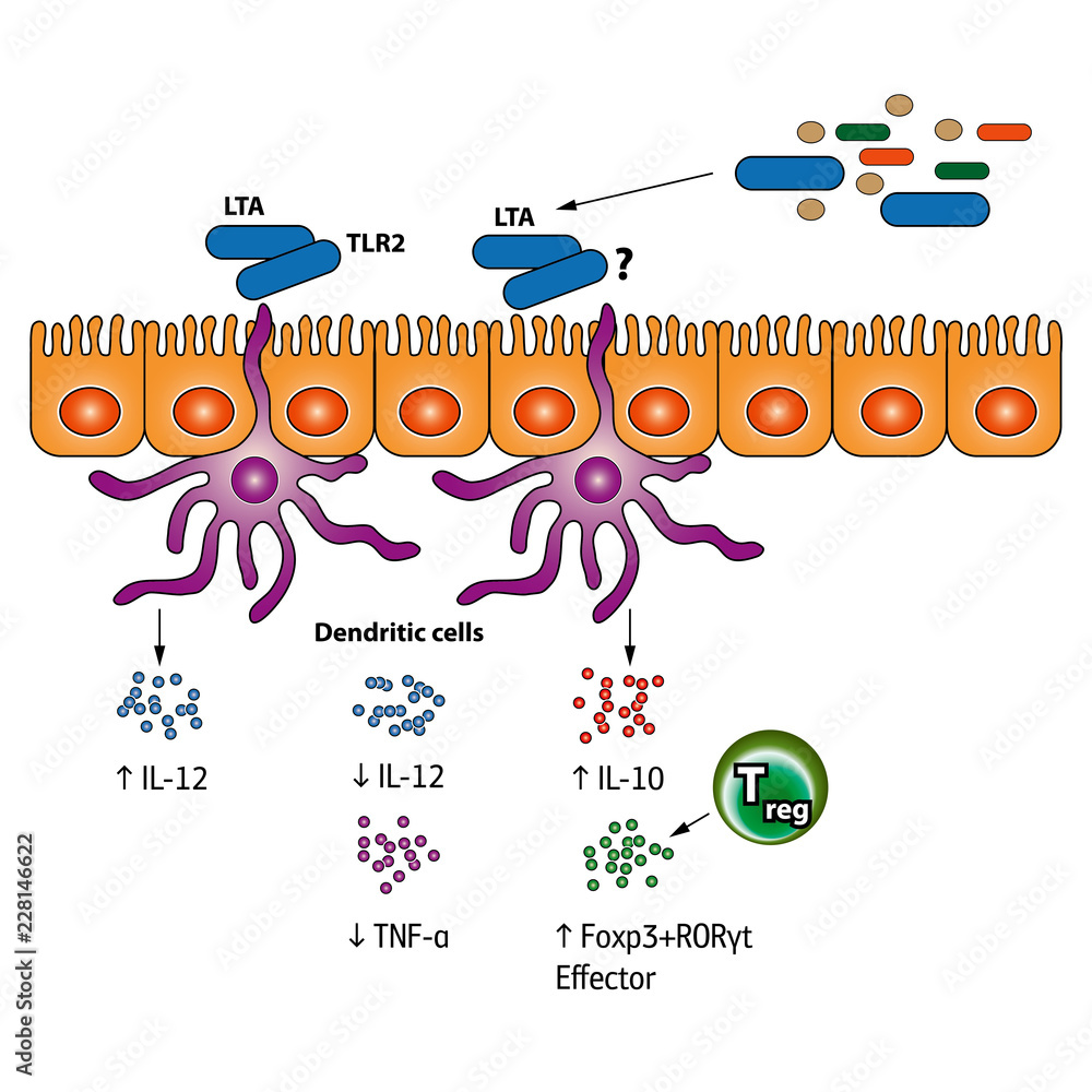Stimulation of the Regulatory T cells vector medical illustration Stock ...