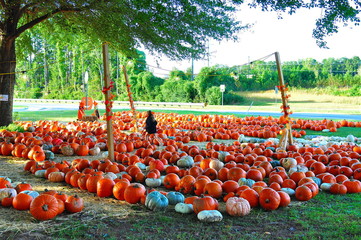 halloween pumpkin patch in the fall season