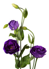 Wall Mural - Purple eustoma flowers (prairie gentian) isolated on white background.