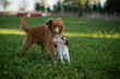 © Kristyna - Nova Scotia Duck Tolling Retriever with Parson Russell Terrier Puppy