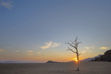 Lone Dead Tree At Sunrise In The Desert