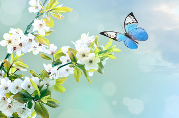 Wall Mural - beautiful butterfly on white flower, sky background