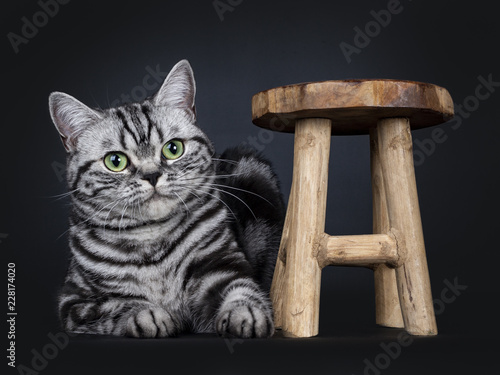 Excellent Black Tabby Silver Blotched British Shorthair Cat Kitten