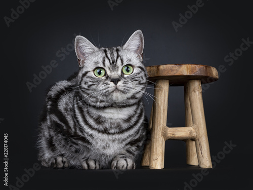 Excellent Black Tabby Silver Blotched British Shorthair Cat Kitten