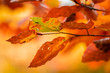 Zweig mit Blätter im Herbst Nahaufnahme