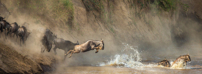 wildebeests are crossing mara river. great migration. kenya. tanzania. maasai mara national park.