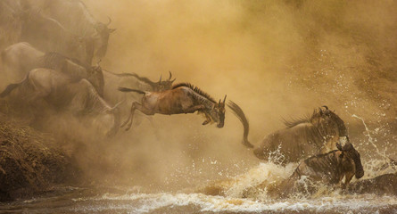 Wall Mural - wildebeests are crossing mara river. great migration. kenya. tanzania. maasai mara national park.
