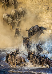 Wall Mural - wildebeests are crossing mara river. great migration. kenya. tanzania. maasai mara national park.
