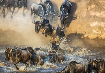 Canvas Print - Wildebeests are crossing  Mara river. Great Migration. Kenya. Tanzania. Maasai Mara National Park. 