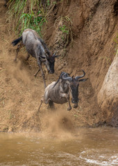 Wall Mural - wildebeest is jumping to the mara river. great migration. kenya. tanzania. maasai mara national park