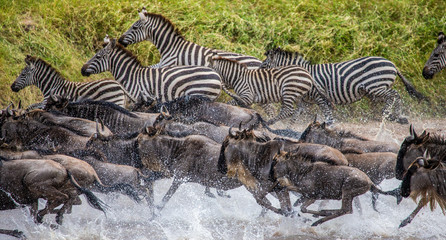 Wall Mural - wildebeests and zebras are running across a small river. great migration. kenya. tanzania. maasai ma