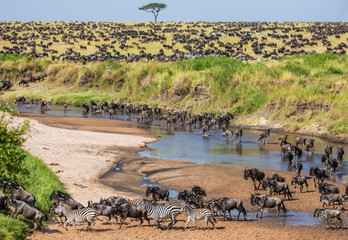Wall Mural - big herd of wildebeest in the savannah. great migration. kenya. tanzania. maasai mara national park.