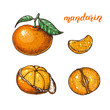 Mandarin hand drawn vector illustration. Mandarin slices.