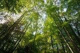 Fototapeta Na ścianę - Blick in die grünen Baumkronen - Sommer und hohe Bäume in Viersen-Süchteln