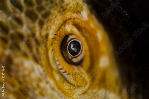 Macro Close Up Of Bearded Dragon Lizard Eye Buy This Stock Photo