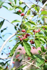 Canvas Print - Euonymus sieboldianus fruits