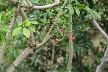 Wall Mural - Euonymus sieboldianus fruits