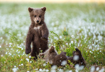 Wall Mural - bear cub stands on its hind legs. brown bear ( scientific name: ursus arctos) cubs playing on the sw