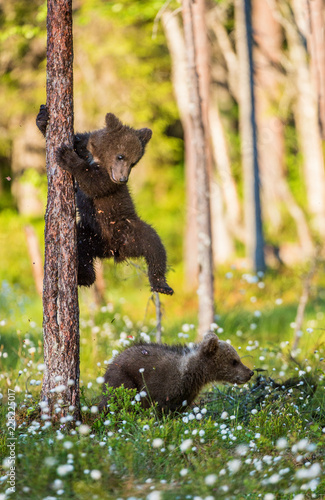 Photographie Brown bear cubs playing in the forest