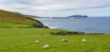 Green Fields And Pasture With Grazing Sheep Along The Rugged Irish Coast 