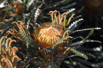 Wall Mural - Albany Australia, banksia formosa flower head in the afternoon sunlight