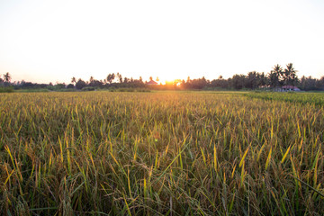 Sunset at rice field