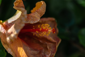 Lilienblüte im Detail