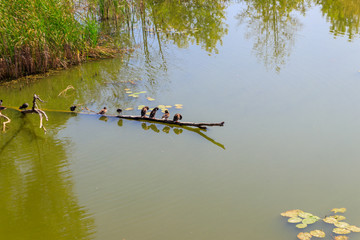 Poster - Wild ducks sitting on tree trunk