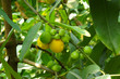 Garcinia brasiliensis or bacupari plant 