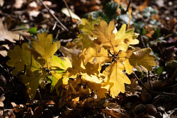 Wall Mural - Branch of an oak tree with colorful autumn leaves on the ground