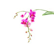Inflorescence of pink orchids flower blooming isolated on white background  with clipping path