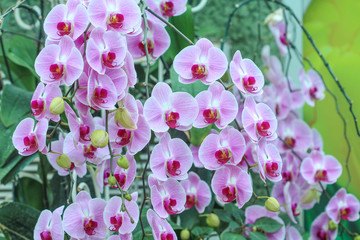  Inflorescence of purple orchids flower blooming in garden background,natural flower huge group hanging on tree branch