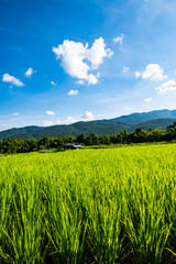 Wall Mural - Rice field in Chiangmai province